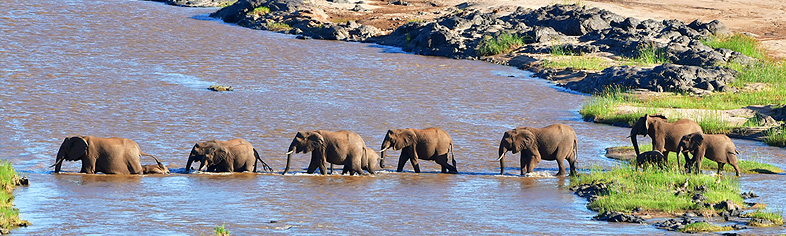 Adventure Travel - African Elephants