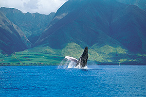 Maui