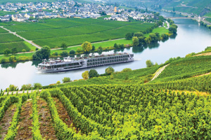 Vineyard in the Rhine Valley