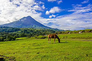 Arenal Volcanco, horses in foreground