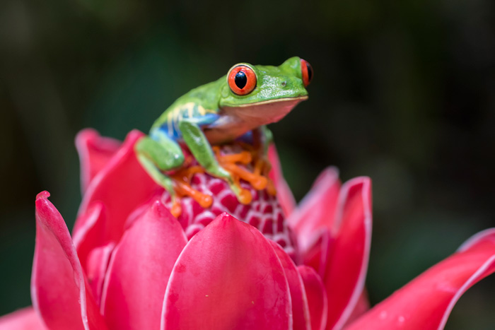 Frog on flower in Costa Rica rainforest
