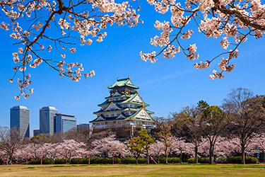 Osaka castle in cherry blossom season, Japan