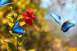 Monteverde Butterflies