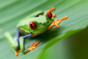 Tree Frog in Jungle